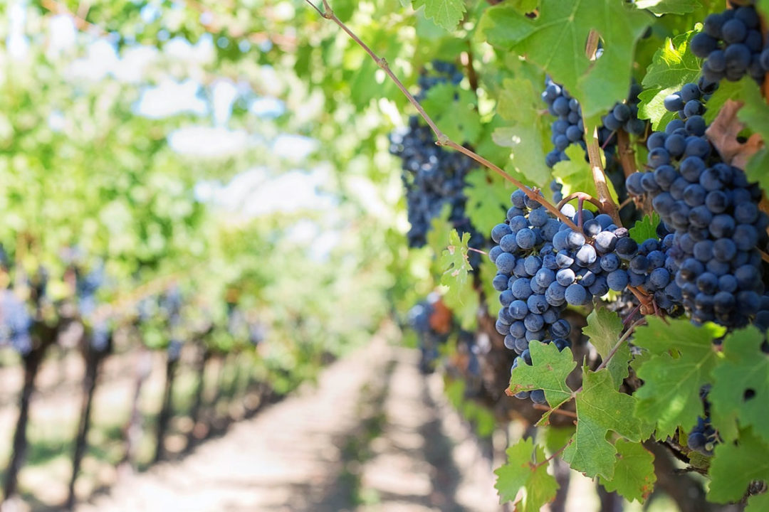 Vineyard with Hanging Purple Grapes